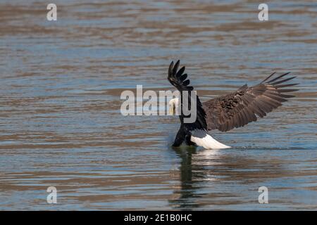 Majestueux aigle à tête blanche (Haliaeetus leucocephalus) qui descend au-dessus de l'eau pour attraper un poisson aux puissants talons. Action dynamique de la faune capturée Banque D'Images