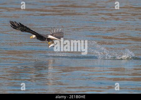 Un aigle à tête blanche américain se renfond pour attraper un poisson barrage de conowingo Banque D'Images