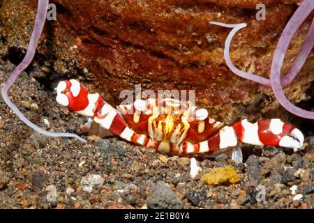Crabe, Lissocarcinus arlequin laevis, s'abritant sous une anémone de mer. Tulamben, Bali, Indonésie. La mer de Bali, de l'Océan Indien Banque D'Images