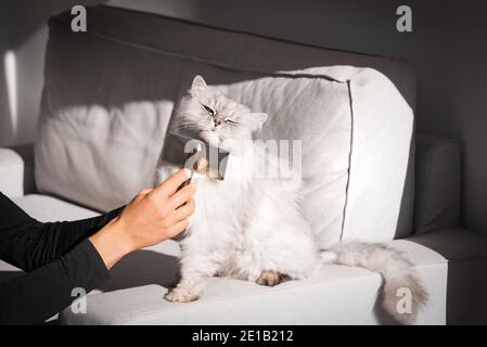 Homme peignant joli chat gris à poil long. Le chat doux adore être brossé Banque D'Images