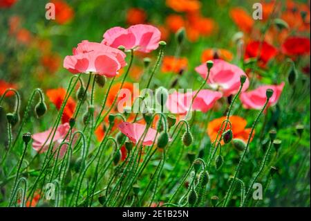 Fleurs de pavot en papier islandais rose et rouge dans les prairies à faible profondeur de champ. Banque D'Images