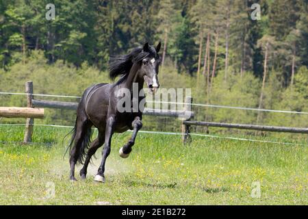 C'est un jour ensoleillé et un cheval noir a amusez-vous dans le paddock de pâturage Banque D'Images