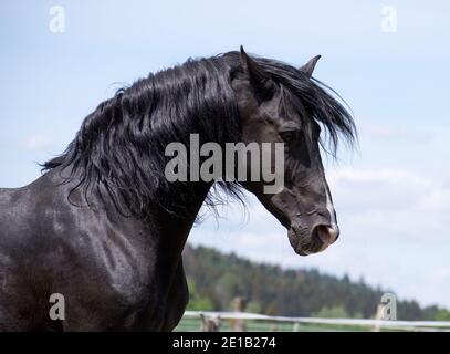 Portrait de la tête d'un noir noble et sauvage cheval Banque D'Images