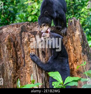 Deux ours Sun jouent sur une souche d'arbre au Borneo Sun Bear conservation Centre en Malaisie Banque D'Images