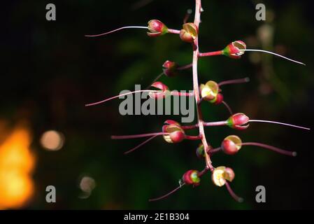 Les bouquets de fleurs sauvages révèlent de longues étamines blanches. Barringtonia racemosa. Des guirlandes de fleurs pendent des arbres comme des feux d'artifice. Pris dans le su Banque D'Images