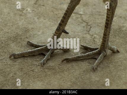 Gros plan des pattes d'oiseau de paon sur la surface en ciment. Banque D'Images
