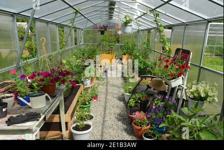 Serre avec de belles fleurs pétunia, table de travail, chaise et pousses de légumes. Arrière-plan botanique vintage avec des plantes, maison passe-temps encore lif Banque D'Images