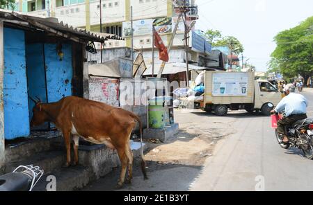 Une vache attendant d'être nourrie au milieu de la rue à Mahabalipuram, en Inde. Banque D'Images