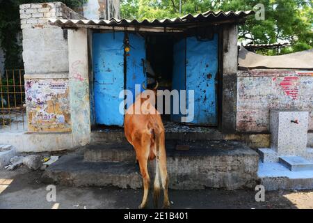 Une vache attendant d'être nourrie au milieu de la rue à Mahabalipuram, en Inde. Banque D'Images