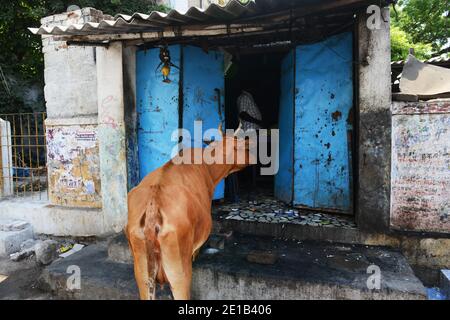 Une vache attendant d'être nourrie au milieu de la rue à Mahabalipuram, en Inde. Banque D'Images