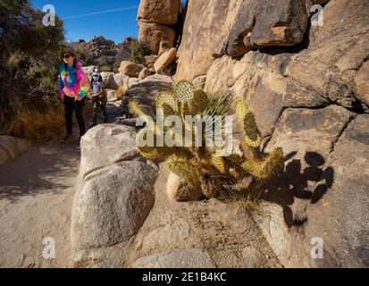 Joshua Tree, Californie, États-Unis. 26 décembre 2020. Randonneurs dans le parc sur le sentier « Hidden Valley » pendant la pandémie du coronavirus. Le parc national de Joshua Tree, dans le sud-est de la Californie, porte le nom des Joshua Trees (Yucca brevifolia), indigènes du désert de Mojave. Initialement déclaré monument national en 1936, Joshua Tree a été redésigné comme parc national en 1994 lorsque le Congrès américain a adopté la California Desert protection Act. Couvrant un total de 790,636 acres, y compris les zones sauvages désignées. À cheval entre les comtés de San Bernardino et de Riverside, le parc comprend des parties de deux déserts, ea Banque D'Images