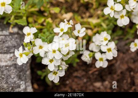 Rockcress 'Snow Maiden', Aubrietia (Aubrieta deltoidea) Banque D'Images