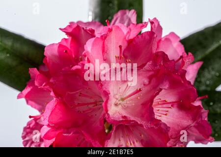 'Fantastica' Yakushima rhododendron (Rhododendron Yakushimanum, Praktrododendron) Banque D'Images
