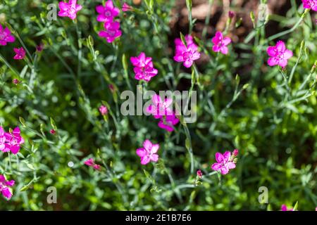 Rose cheddar, Bergnejlika (Dianthus gratianopolitanus) Banque D'Images