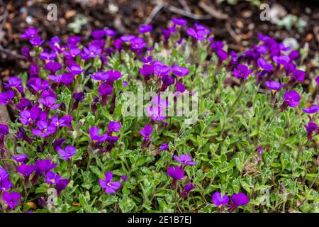 'Blaumeise' rockcress, Småblommig aubrietia (Aubrieta deltoidea) Banque D'Images