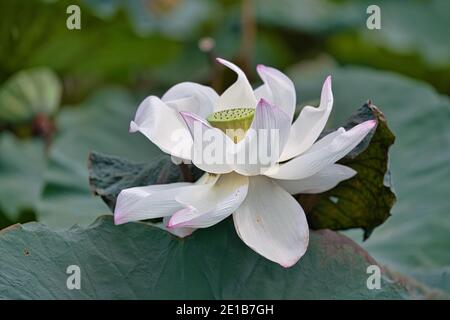 Cette fleur de lotus est en pleine fleur. Découvrez les graines de lotus qui viennent d'être cultivées. Lotus indien de l'est, Lotus oriental, Lotus sacré, Arrowroot chinois, PADM Banque D'Images