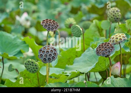 Les graines de lotus sont dans la fleur de lotus. La fleur de lotus a une grande feuille. Lotus indien de l'est, Lotus oriental, Lotus sacré, Arrowroot chinois, Padma. Banque D'Images