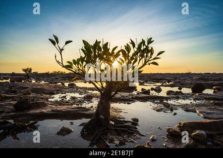 Petit mangrove sur la plage rocheuse à marée basse Banque D'Images