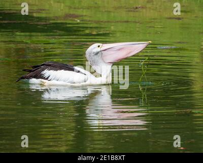 Comportement des oiseaux. Pelican australien sur un lac avalant sa nourriture avec sa grande poche rose extensible de bec, reflet dans les ondulations sur l'eau Banque D'Images