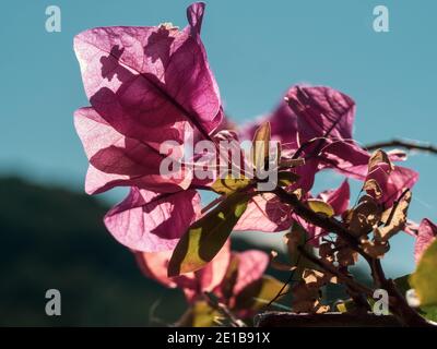 Belle Bougainvillea, cramoisi rose des bractées qui ressemblent à des fleurs, sur fond bleu ciel Banque D'Images