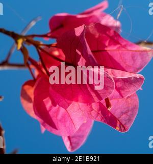 Belle Bougainvillea , bractées de papier rose cramoisi brillant qui ressemblent à des fleurs sur fond bleu ciel, en fleurs dans un jardin côtier australien Banque D'Images