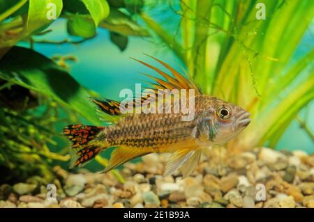 Apistogramma cacacacatuoides ou le cichlid nain de cafard est un cichlid sud-américain et l'apistogramma espèces le plus couramment élevés en captivité. Banque D'Images