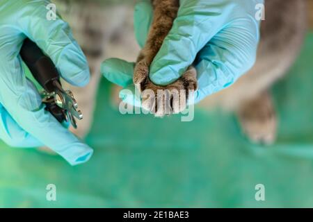 Les mains de sexe masculin en gants médicaux tond les griffes d'un chat. Le chat obtient une garniture de clou.taille des ongles du chat. Couper les griffes du chat domestique. Banque D'Images