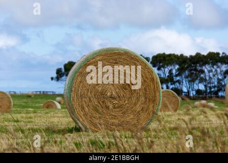 Grosses balles rondes en Australie hale dans le champ agricole gros plan, Victoria, Australie. Banque D'Images