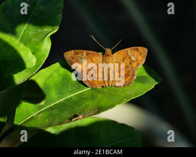 Fulyou pied plat ( Pseudocoladenia dan ) papillon sur feuille avec fond vert naturel, vert résumé motif sur les ailes d'insectes plein de cheveux bruns Banque D'Images