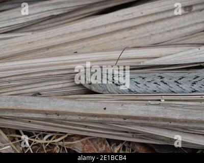 La couleuvre kukri bandée ( Oligodon fasciolatus ) en forêt, bandes noires sur le corps de reptile brun, reptile toxique se cachant sous la feuille brune sèche Banque D'Images