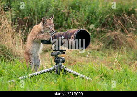 Lynx cub en tant que photographe de la faune. Image drôle de lynx agissant comme un humain. Photo d'animal Banque D'Images