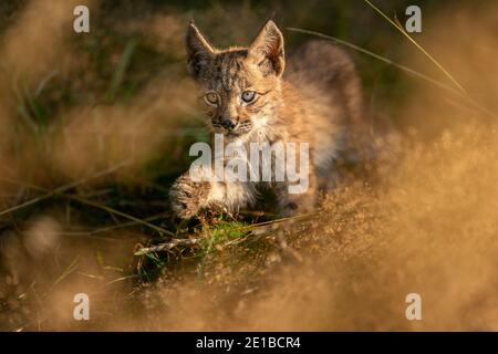 Lynx cub de l'avant marchant dans l'herbe jaune. Petit animal de bébé dans le comportement naturel. Lynx lynx. Banque D'Images