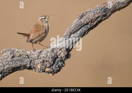 L'un des plus petits oiseaux d'Europe, le wren eurasien (Troglodytes troglodytes) Banque D'Images