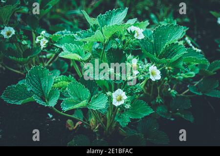 Fleurs de fraises blanches dans le jardin de printemps. Culture de fraises dans le jardin de la ferme. Banque D'Images