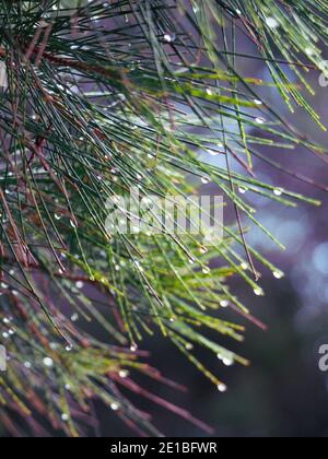 Gouttes d'eau glising dans la lumière du soleil, raindrops d'aspect magique sur les aiguilles de pin, arrière-plan flou de bokeh Banque D'Images