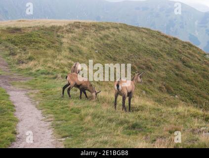 Groupe de Tatra chamois, rupicapra rupicapra tatrica paissant debout sur un sentier de randonnée dans la prairie de montagne d'été dans le parc national de Low Tatras en Slovaquie Banque D'Images