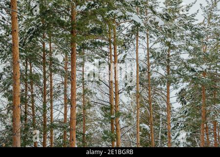 Troncs jaunes de grands pins en forêt d'hiver. Les branches d'arbres sont couvertes de neige fraîche. Banque D'Images