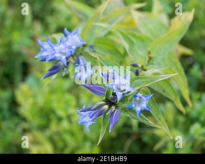 Gros plan bleu florissant gentiane, Gentiana alpina avec des feuilles vertes sur la prairie alpine, foyer sélectif Banque D'Images