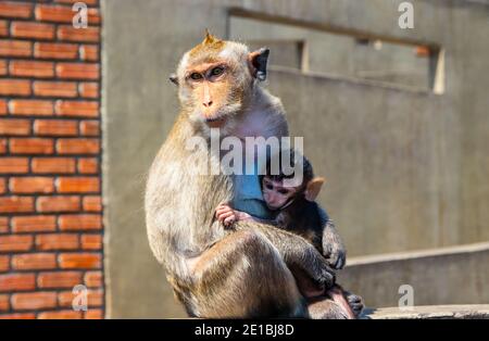 Mère de singe thaïlandais avec son bébé en Thaïlande Asie Banque D'Images