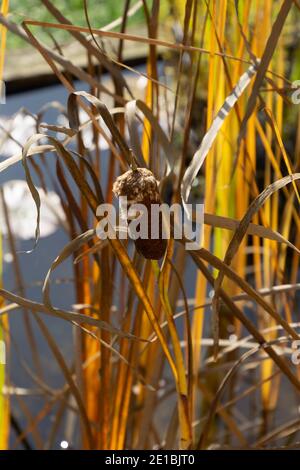 Roseau ou chat sur un fond de bokeh en automne avec motif graines marron mûres Banque D'Images