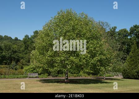 Feuillage d'été sur un arbre de tulipe (Liriodendron tulipifera) poussant dans un jardin dans le Devon rural, Angleterre, Royaume-Uni Banque D'Images