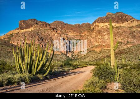 Orgue Pipe, cactus saguaro, Ajo Range Behind, Ajo Mountain Drive, at Sunset, Sonoran Desert, Organ Pipe Cactus National Monument, Arizona, États-Unis Banque D'Images