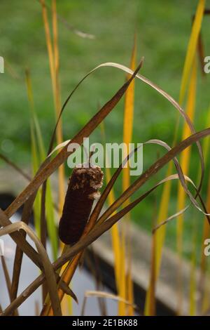 plante de chat marron douce à la fin de l'automne vue de près Banque D'Images