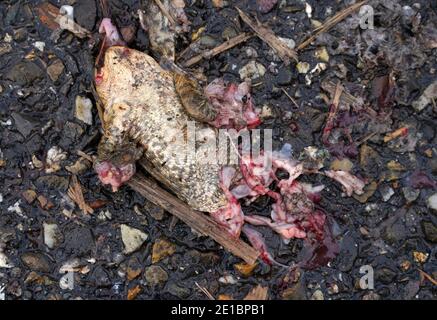 Le crapaud mort s'est arrêté sur la route pendant le crapaud migration Banque D'Images