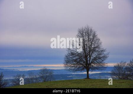 Arbre sur une petite colline se dresse fort le jour pluvieux de brouillard, Zurich Oberland, Suisse Banque D'Images