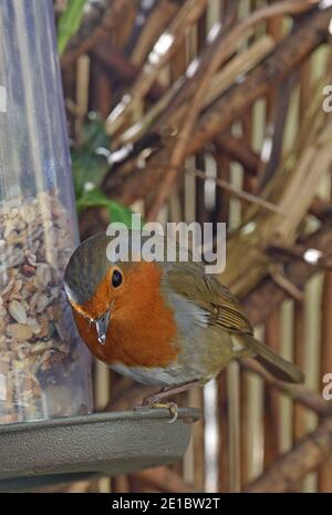 Robin adulte, erithacus rubecula, dans le jardin de Cotswold Banque D'Images