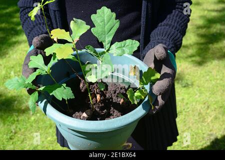 personne plantant des arbres de chêne royaume-uni Banque D'Images