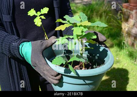 personne plantant des arbres de chêne royaume-uni Banque D'Images