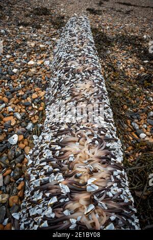 Des milliers d'Oies Barnacles (pollpipes) attachées à un grand morceau de bois lavé sur la plage de East Worthing, West Sussex, Royaume-Uni Banque D'Images