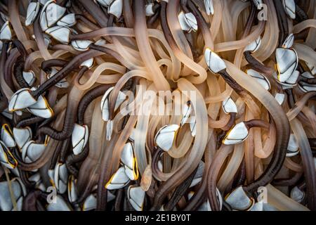 Des milliers d'Oies Barnacles (pollpipes) attachées à un grand morceau de bois lavé sur la plage de East Worthing, West Sussex, Royaume-Uni Banque D'Images